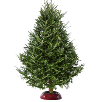 Tree1p