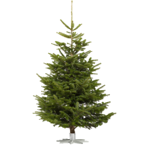 Tree1p