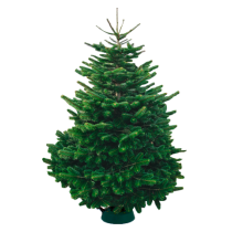 Tree1p
