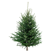 Tree1p