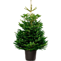 Tree1p
