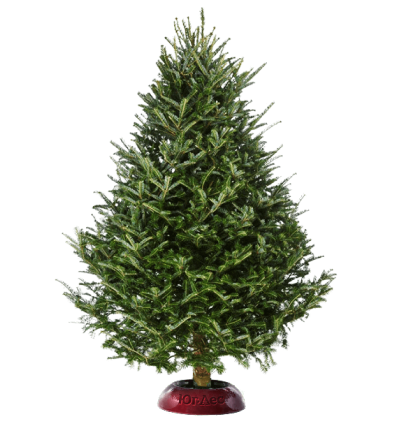 bigTree